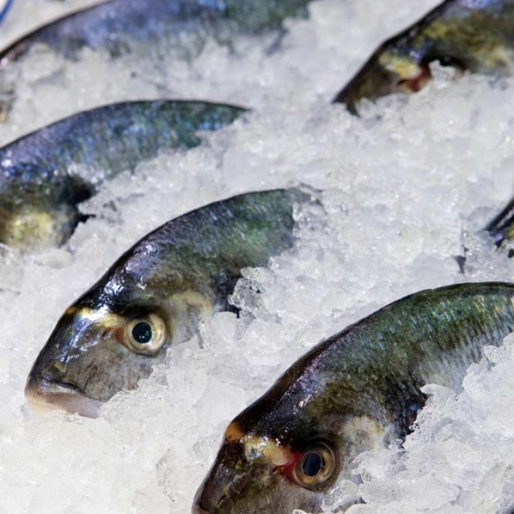 Balık ve Su Ürünleri Soğuk ve Donuk Oda - 6